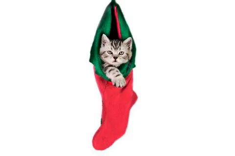 Kitty for Christmas. Stock Photos
