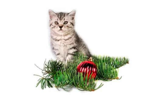 Kitty for Christmas. Stock Photos