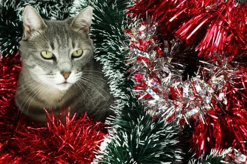 Kitty covered by tinsel Stock Photos