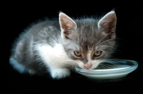 Kitty drinking milk Stock Photos