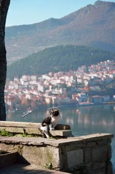 Kitty fall asleep Stock Photos