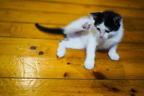 Kitty with fleas Stock Photos