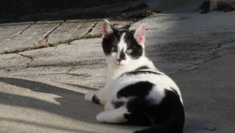 Kitty Vídeos de archivo 7905142