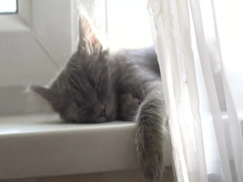 Kitty Stock Footage 75970807