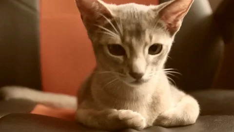 Kitty Stock Footage 95071982