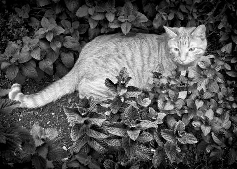 Kitty in garden Stock Photos