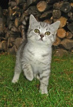 Kitty in the garden Stock Photos