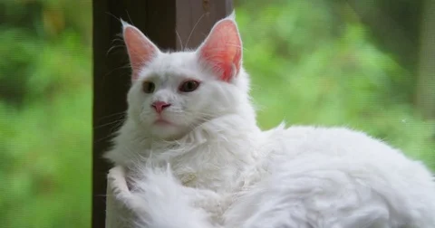 Kitty Glance Stock Footage 75065237