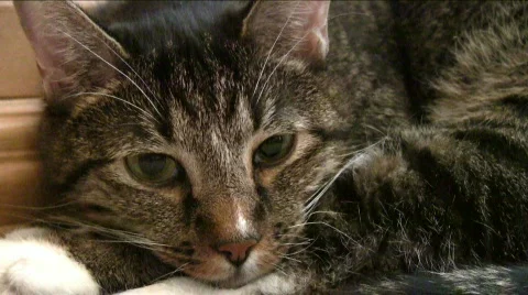 Kitty going to sleep Stock Footage 576826