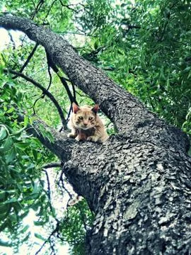 Kitty on the green tree , look unique ,sunlight ,pet ,green ,outdoor Stock Photos