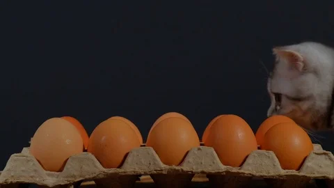 Kitty guards the eggs in the box Stock Footage 124750385