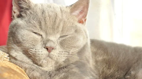 Kitty hard to wake up Video stock 45588047