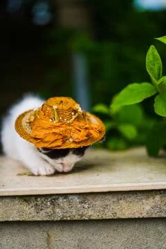 Kitty with a hat drinking water Stock Photos
