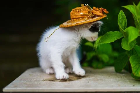 Kitty with a hat lookiing at some leafs Stock Photos