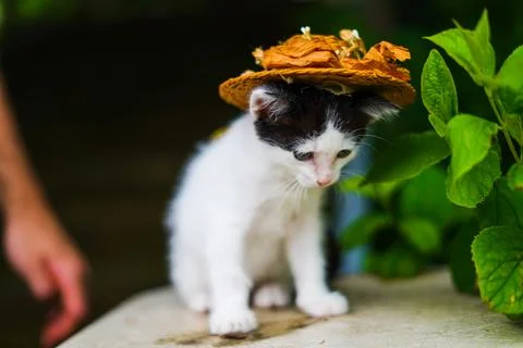 Kitty with a hat Stock Photos