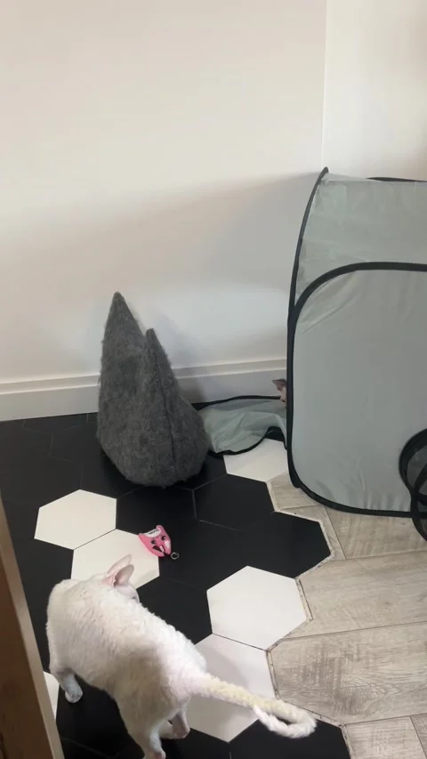 Kitty Hates It When Her Tent is Disturbed, Lviv, Ukraine - 13 Aug 2025 Stock Footage 320494678