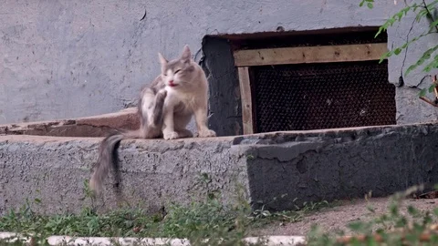 Kitty itching siting on parapet Stock Footage 104103011