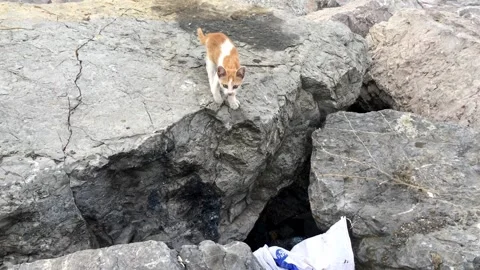 Kitty is jumping towards to the camera Stock Footage 133743014