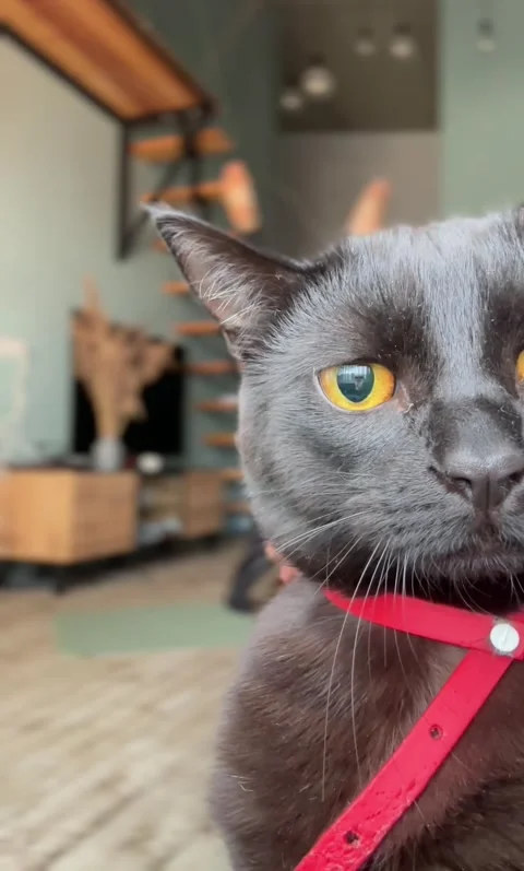 Kitty Knows Its The Main Character, Kopishche, Minsk region, Belarus - 02 Feb 20 Stock Footage 301927086