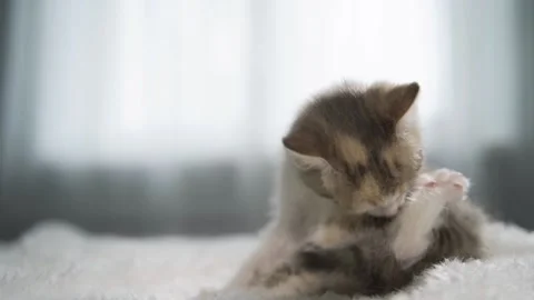 Kitty licking itself, grooming cat Stock Footage 220650667