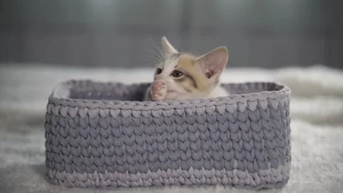 Kitty licking itself, grooming cat Stock Footage 220650805
