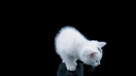 Kitty looking bottom at on own reflection, black background with reflection Stock Footage 91763173