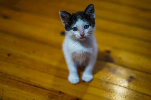 Kitty looking at camera Stock Photos