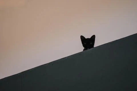 Kitty looking for something Stock Photos