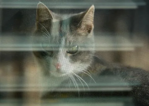 Kitty looking through screen Stock Photos