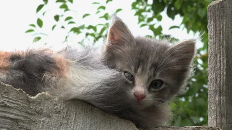 Kitty looking,cat outside Stock Footage 40212611