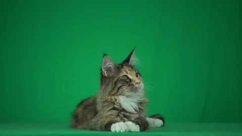 Kitty looks at the green background Stock Footage 83027839