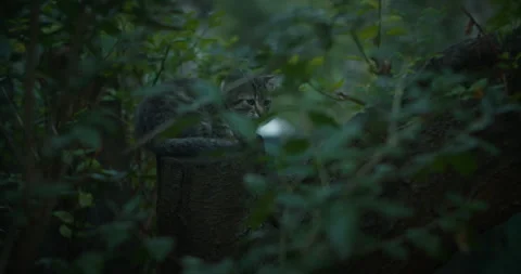 Kitty lost on the woods 스톡 동영상 252935566