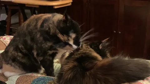 Kitty Love Stock-Footage 169414051