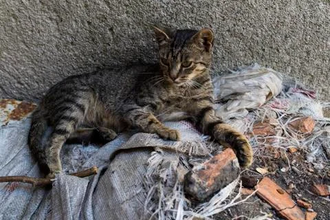 Kitty Lying on the Construction Waste Stock Photos