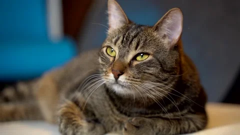 The kitty is lying down, training the cat Stock Footage 172132676