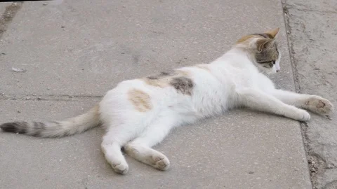 Kitty lying on the ground and licked Stock Footage 108950885