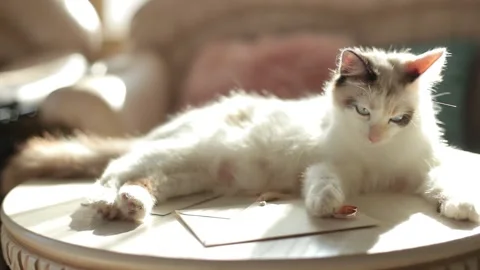 Kitty is lying on the table and playing with wedding rings. Stock Footage 155127084