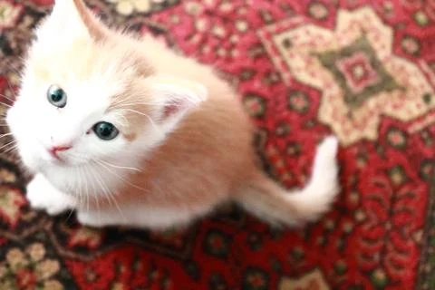Kitty Masyanya Stock Photos