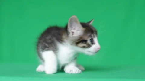 Kitty mews Stock Footage 48886377