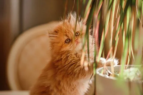 Kitty Stock Photos
