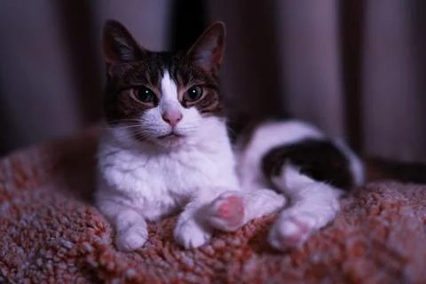 Kitty Photo 2 Stock Photos