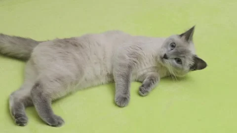 Kitty playful cat is playing and rubbing his head on bed Stock-Footage 264092488