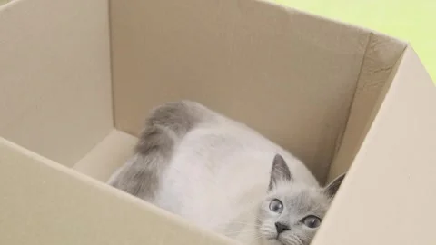 Kitty playful gray cat sitting in cardboard box and rubbing his head Stock Footage 264092568