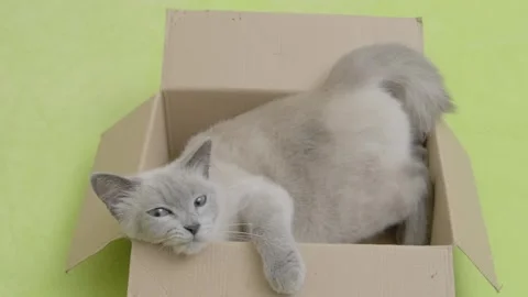 Kitty playful gray cat sitting and playing in cardboard box 動画素材 264097592