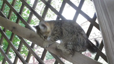 Kitty is playing to climb Video stock 95890597