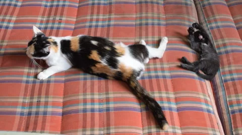 Kitty playing. Stock Footage 53219259