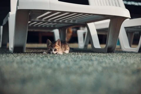 Kitty playing under the sun over a beach recliner Stock Photos