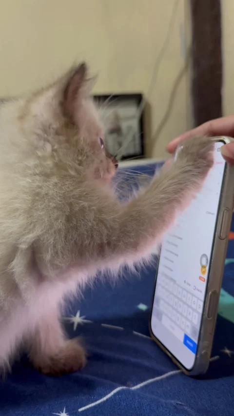 Kitty Plays Cockroach Game on Phone, Quezon City, Philippines - 12 May 2026 Stock Footage 338033865
