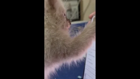 Kitty Plays Cockroach Game on Phone, Quezon City, Philippines - 01 Jul 2026 Stock Footage 338033891