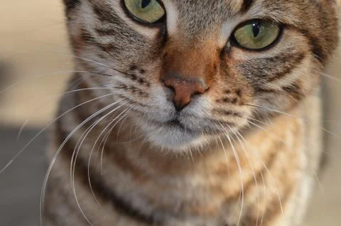Kitty portrait. Closeup of nice small gray kitty face Stock Photos